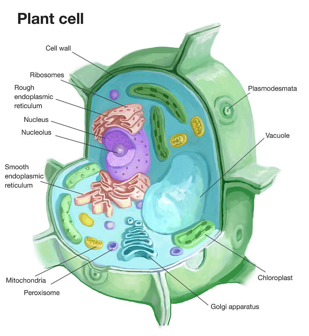 Plant cell, illustration