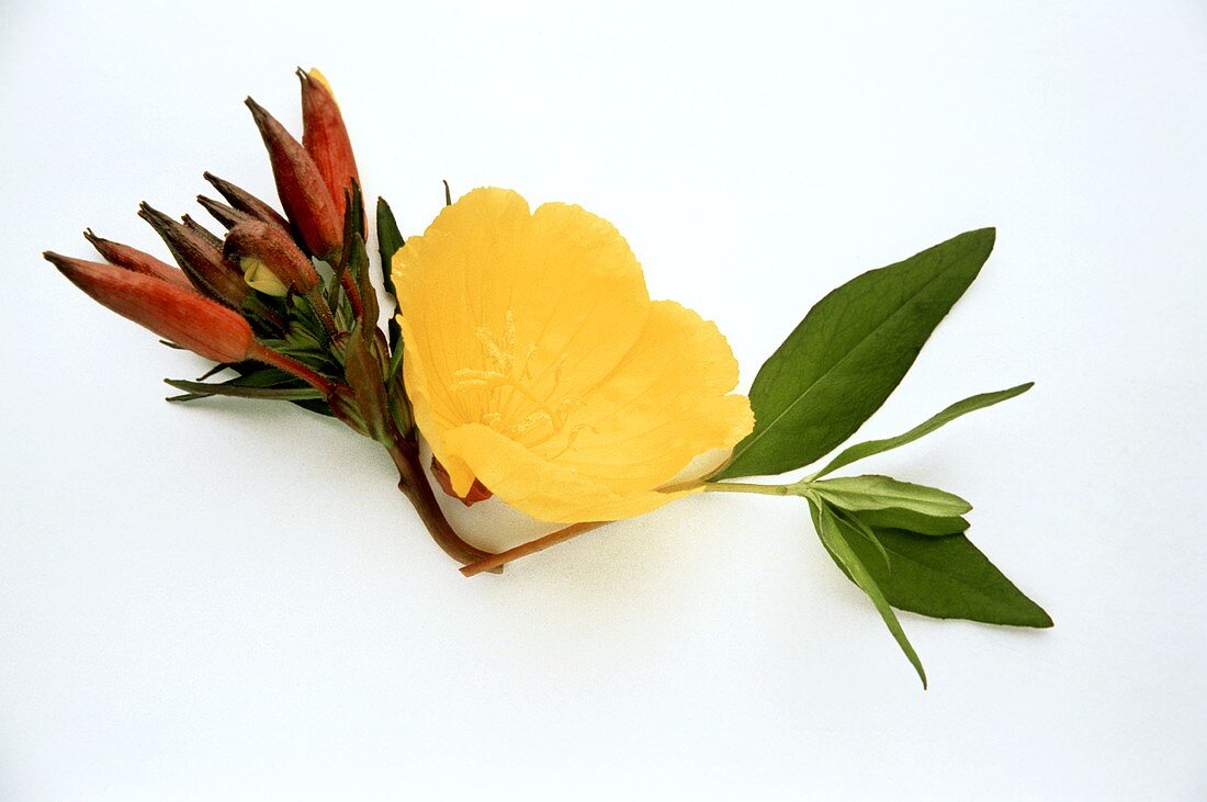 Blüte, Blätter & Knospen der Nachtkerze (lat. Oenothera)