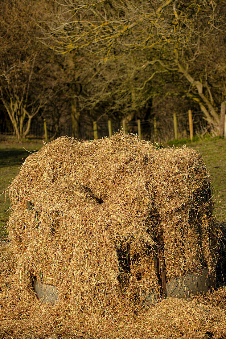 Large round bale of hay