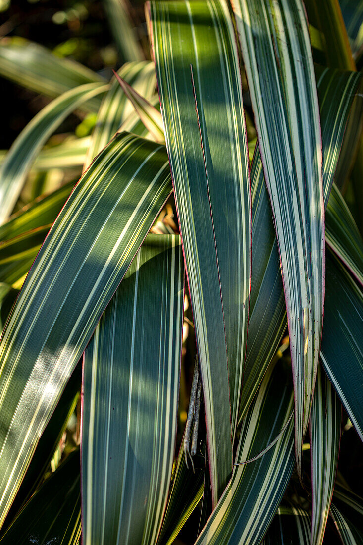 New Zealand flax (Phormium tenax)