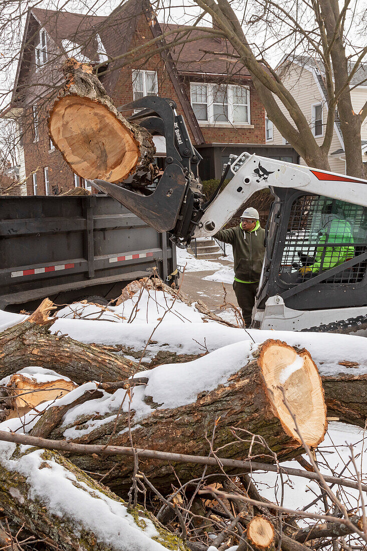 Tree removal in a Detroit neighbourhood, Michigan, USA