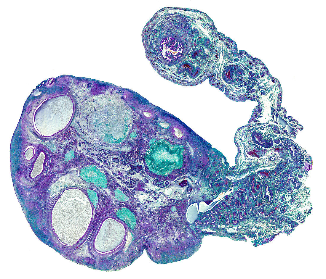 Rabbit reproductive system, light micrograph