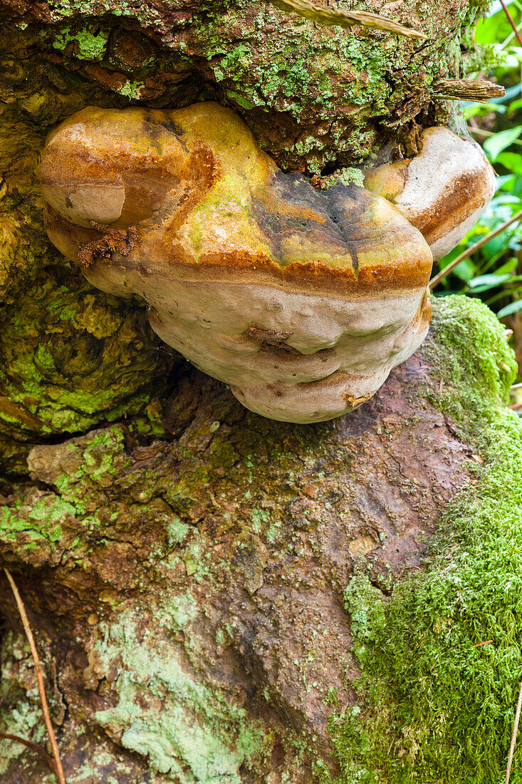 Large polypore fungus (Fomitopsis pinicola)