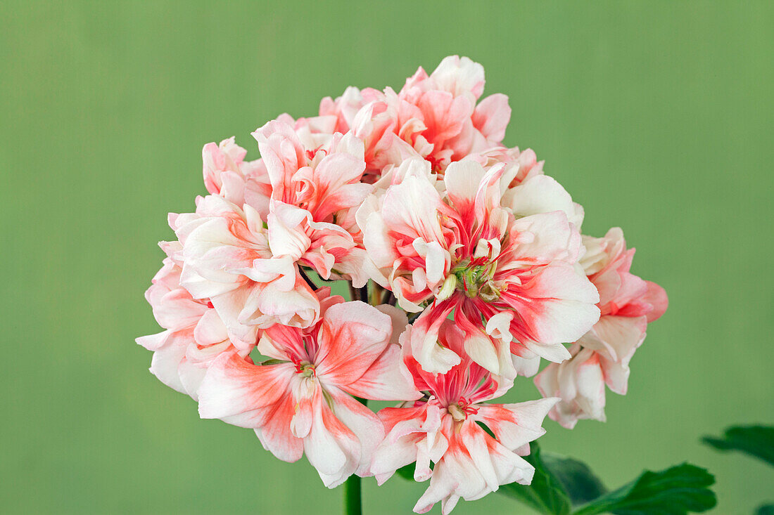 Pelargonium sp. flower