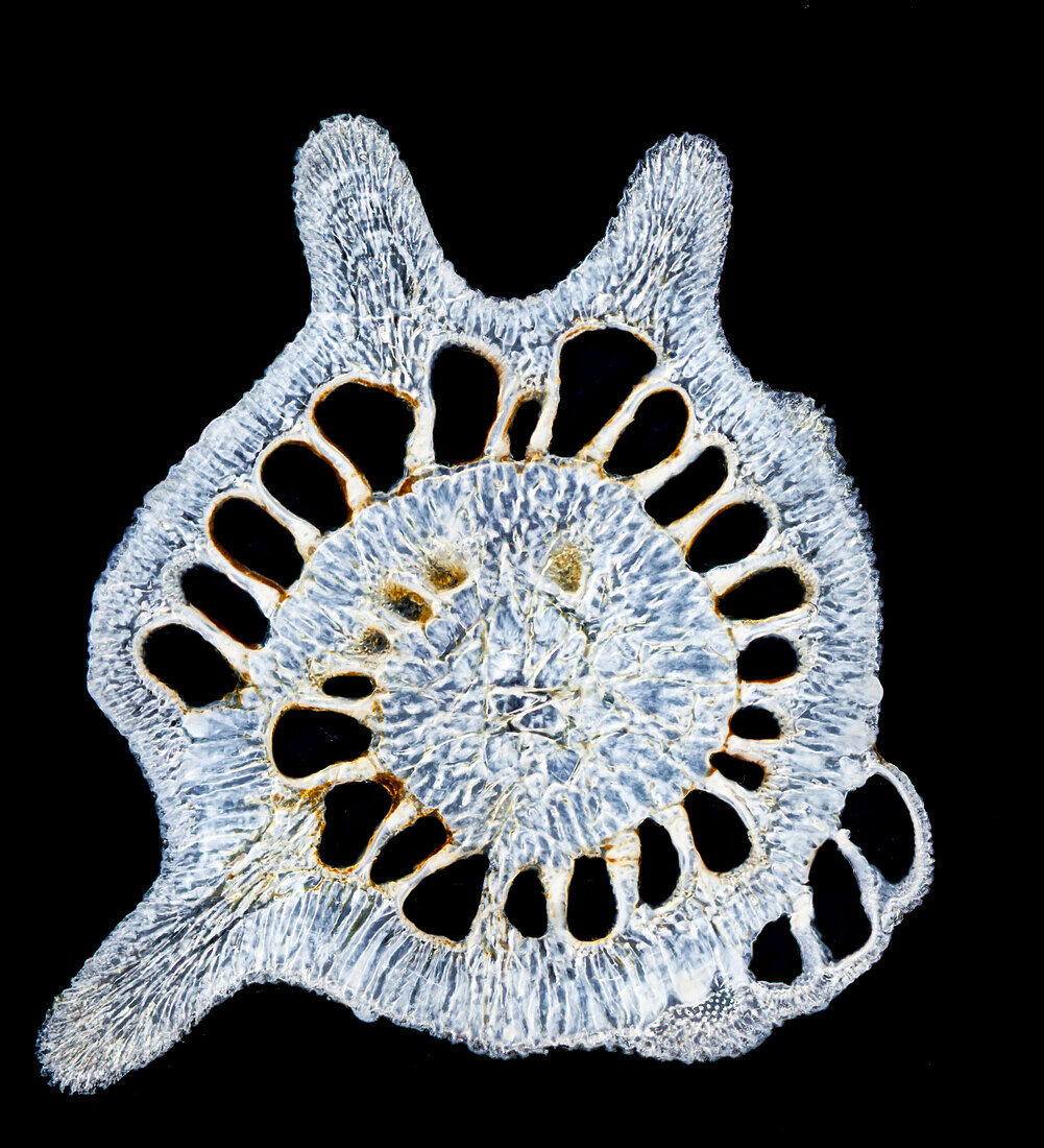 Star sand foraminifera shell, light micrograph