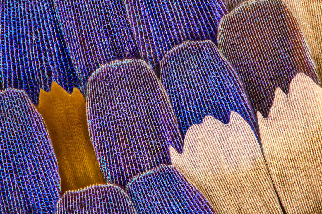 Swallowtail butterfly wing scales, light micrograph