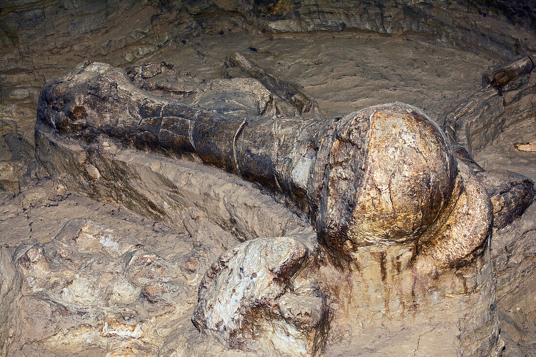 Columbian mammoth leg bone