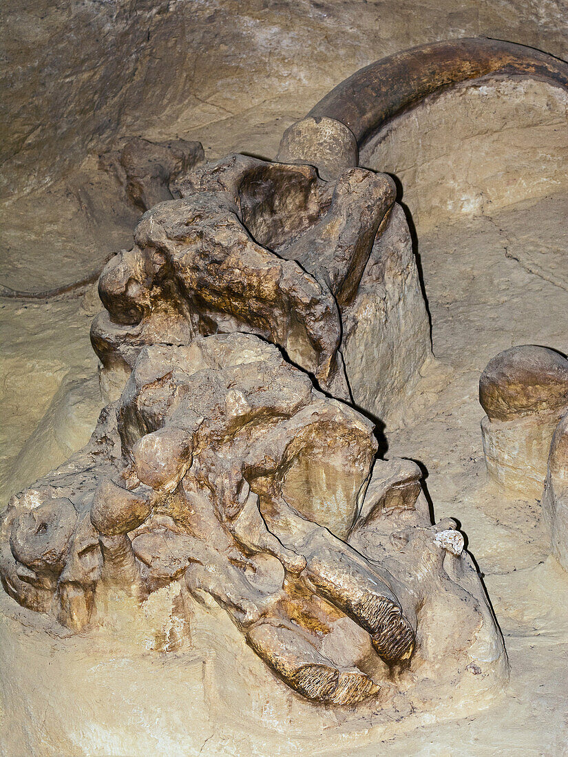 Columbian mammoth skull and tusk