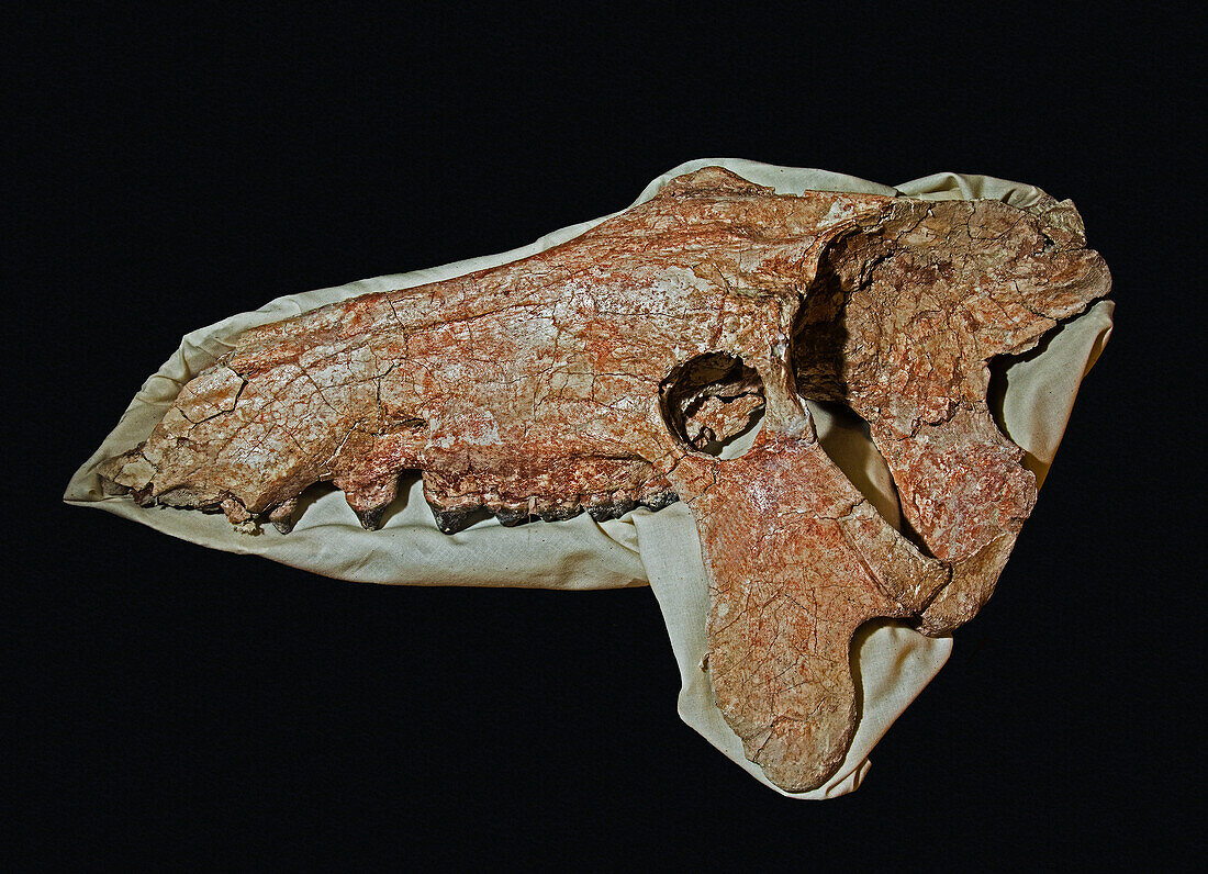 Archaeotherium mortoni skull