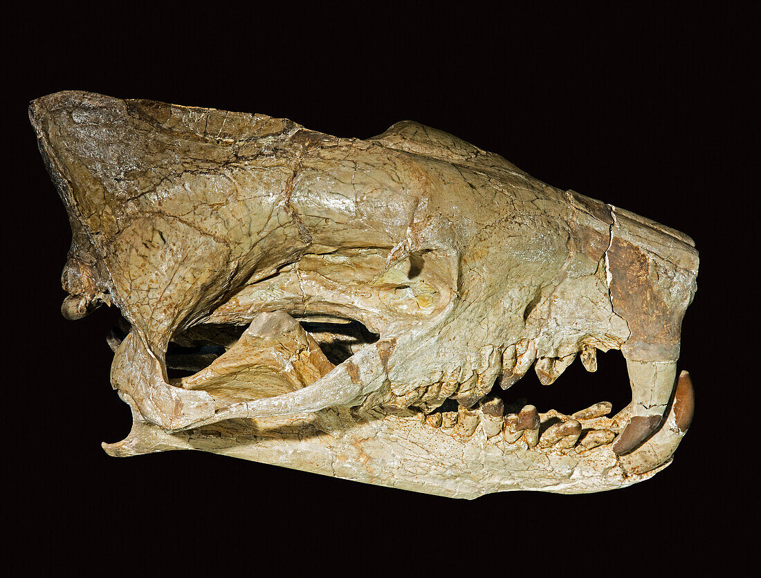 Hyaenodon horridus skull