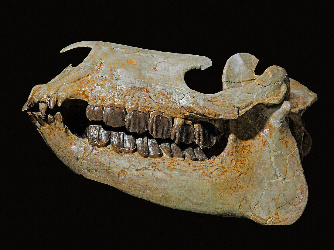 Hyracodon nebraskensis skull