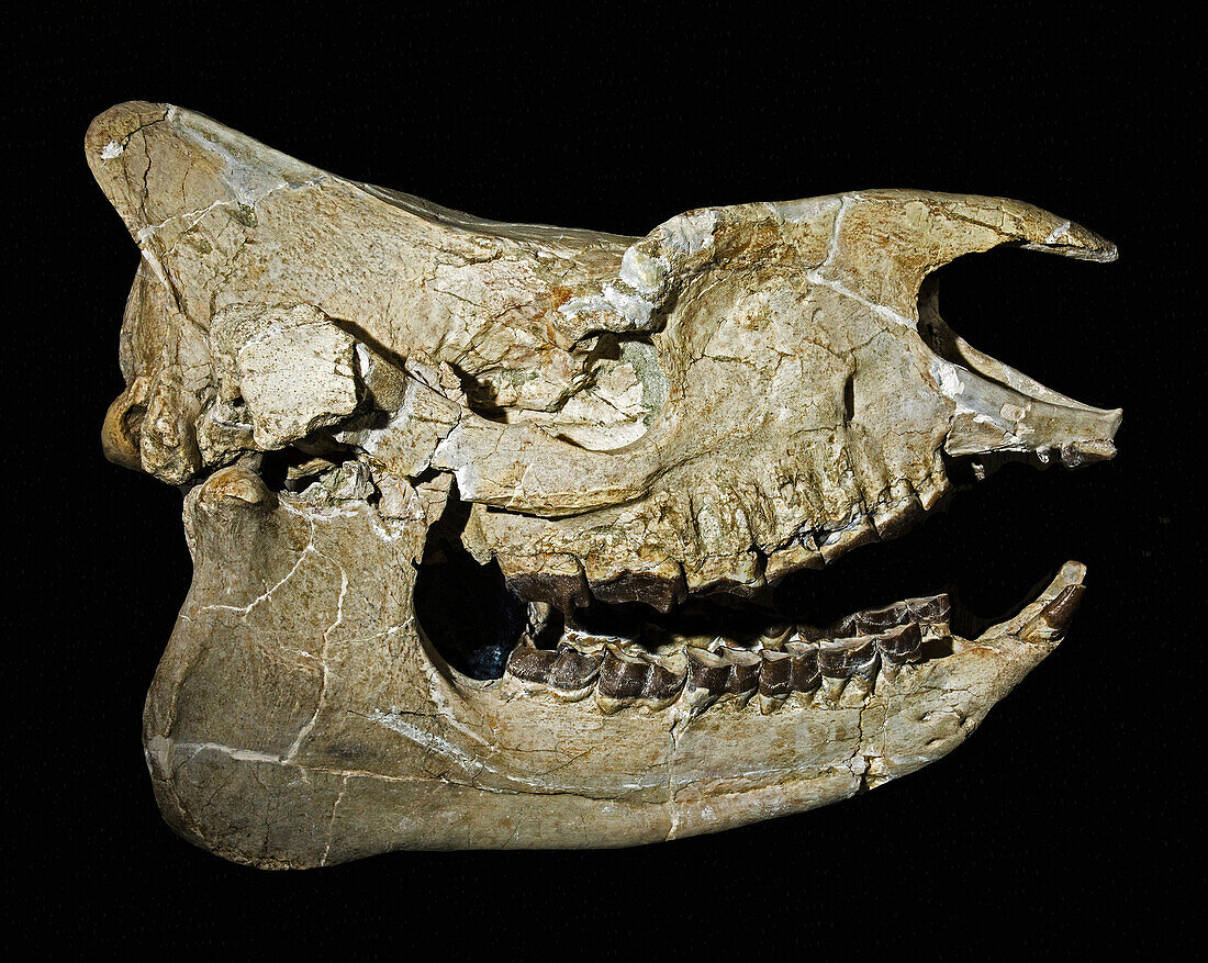 Subhyracodon tridactylus skull