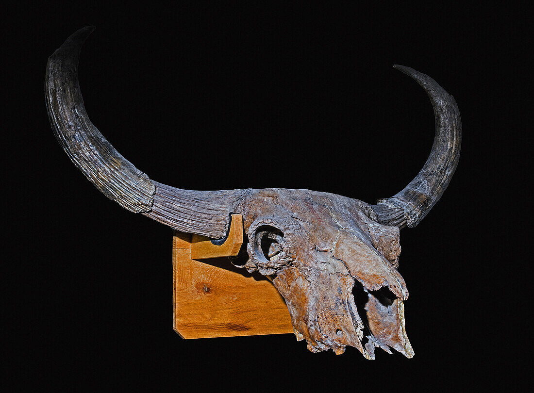 Bison crassicornis skull