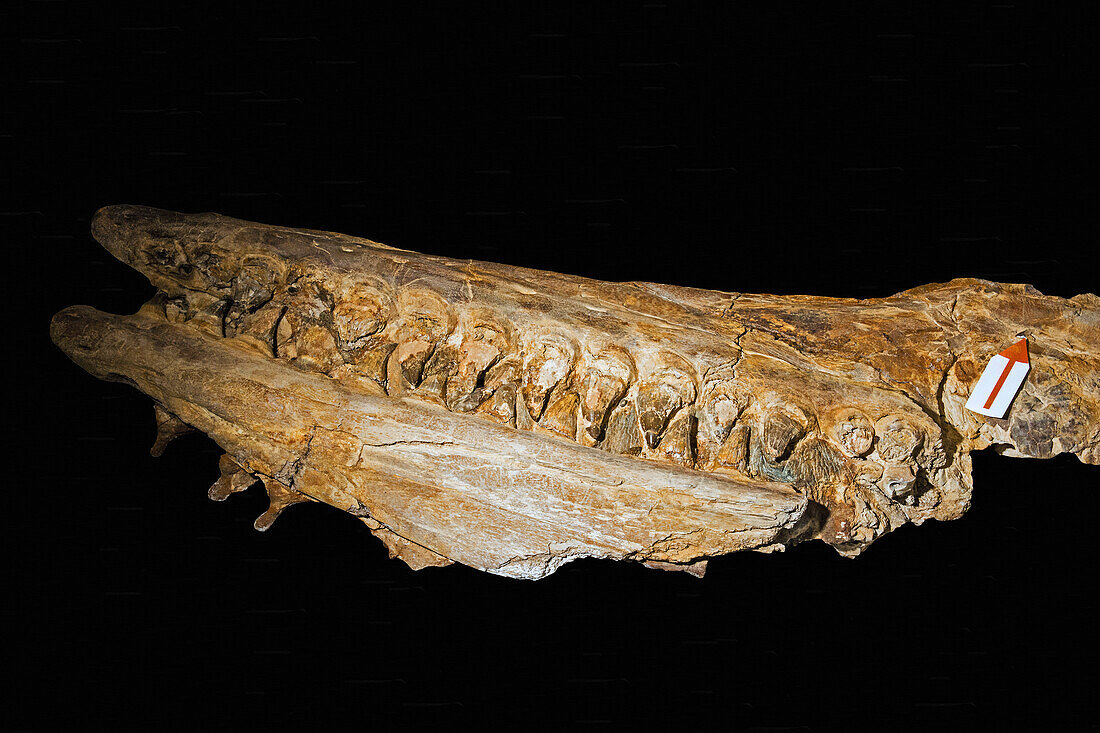 Tylosaurus jaws with imbedded sharks tooth