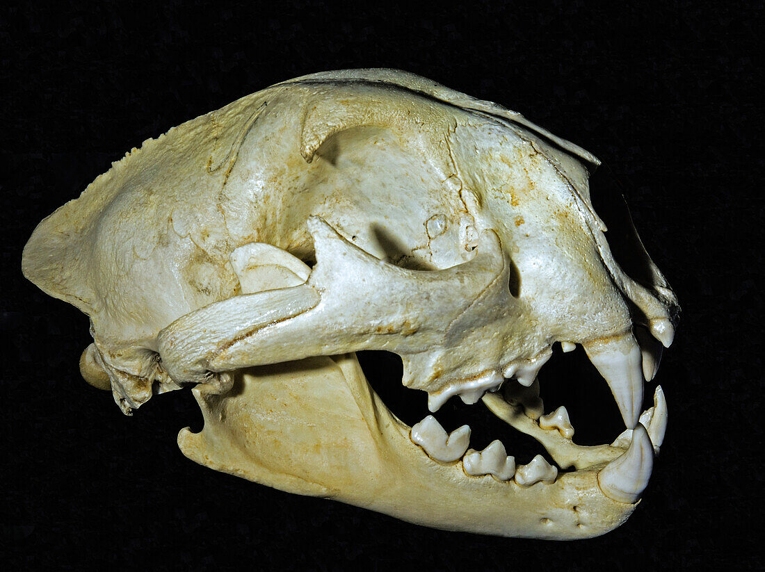 Puma concolor mountain lion skull