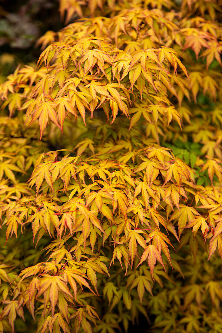 Japanese maple 'Tsuma-gaki'