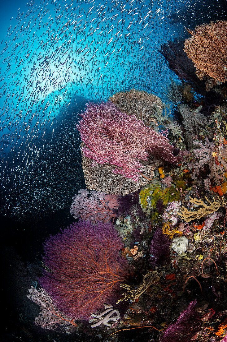 Coral reef in Raja Ampat, Indonesia