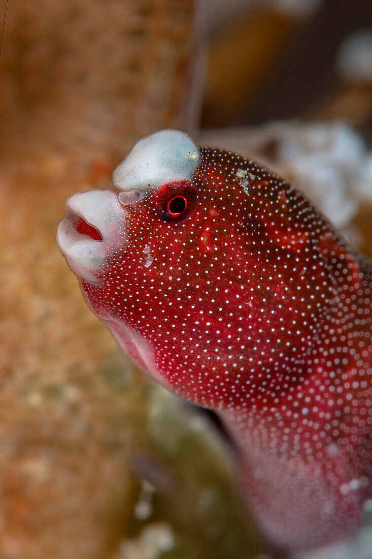 Braun's pughead pipefish