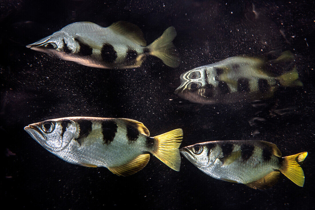 Band archerfishes
