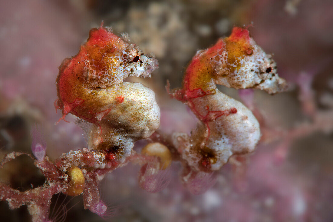 Pontohi pygmy seahorses