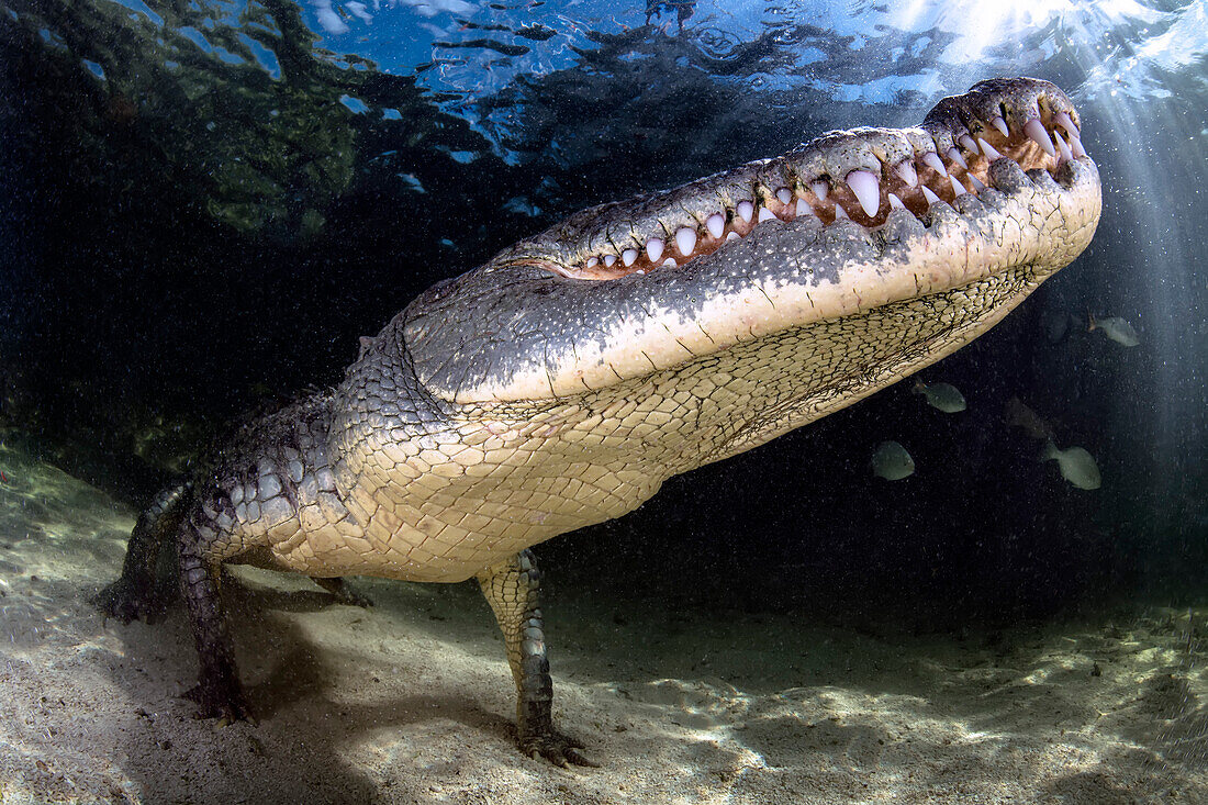 American crocodile, Banco Chinchorro, Mexico
