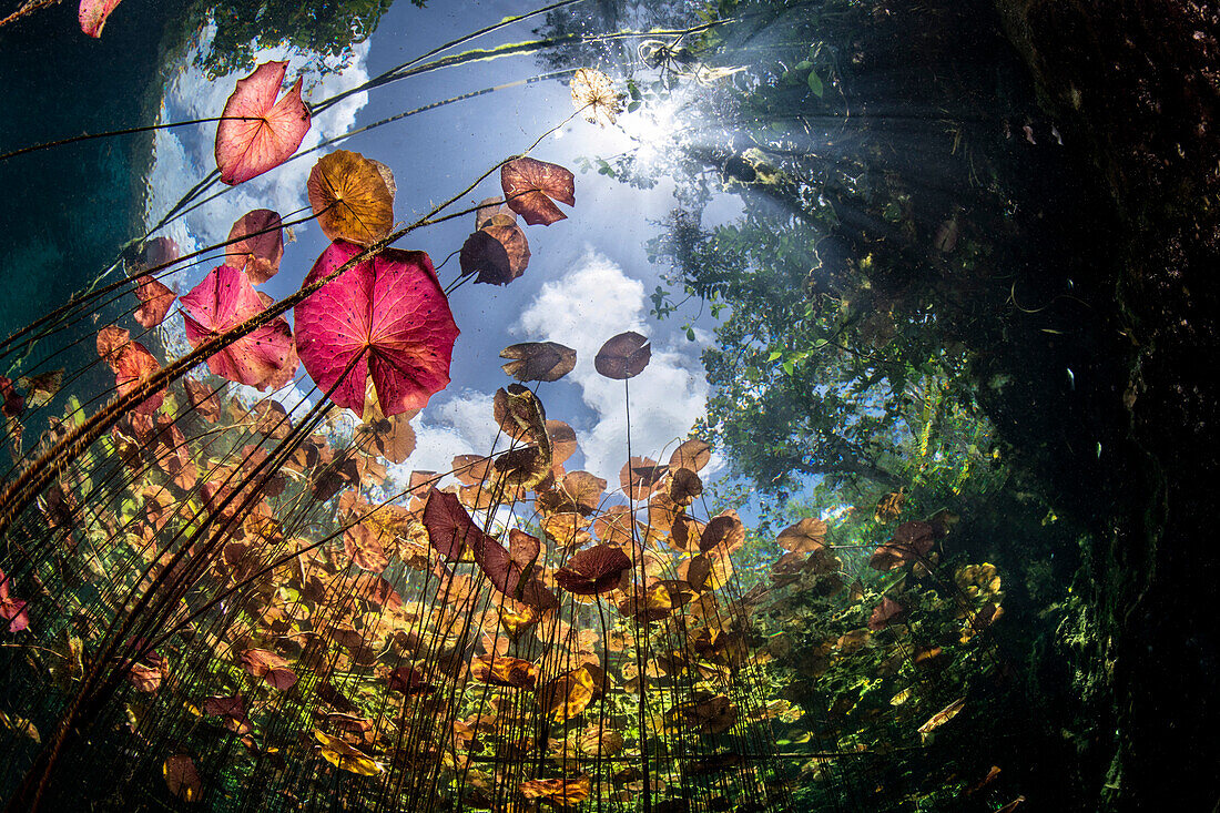 Water lilies at Car Wash cenote