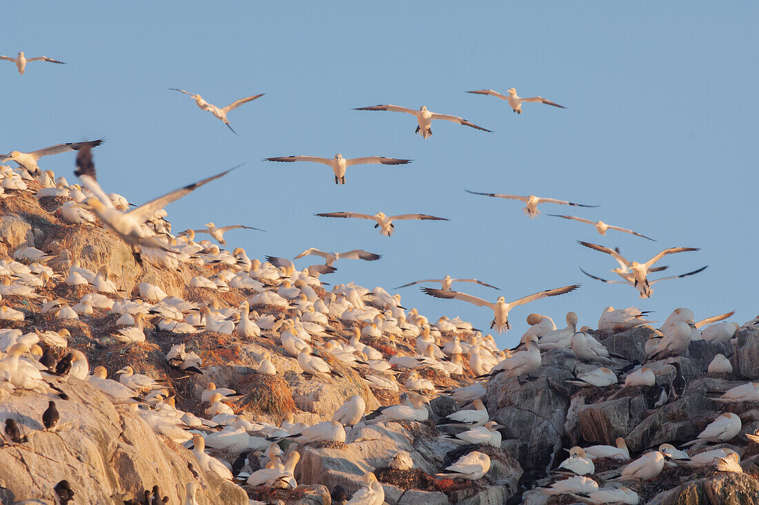 Gannet colony