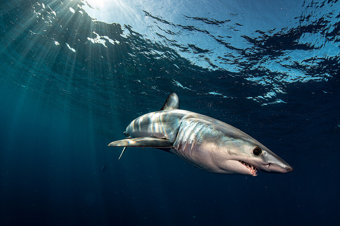 Mako shark in Tenerife