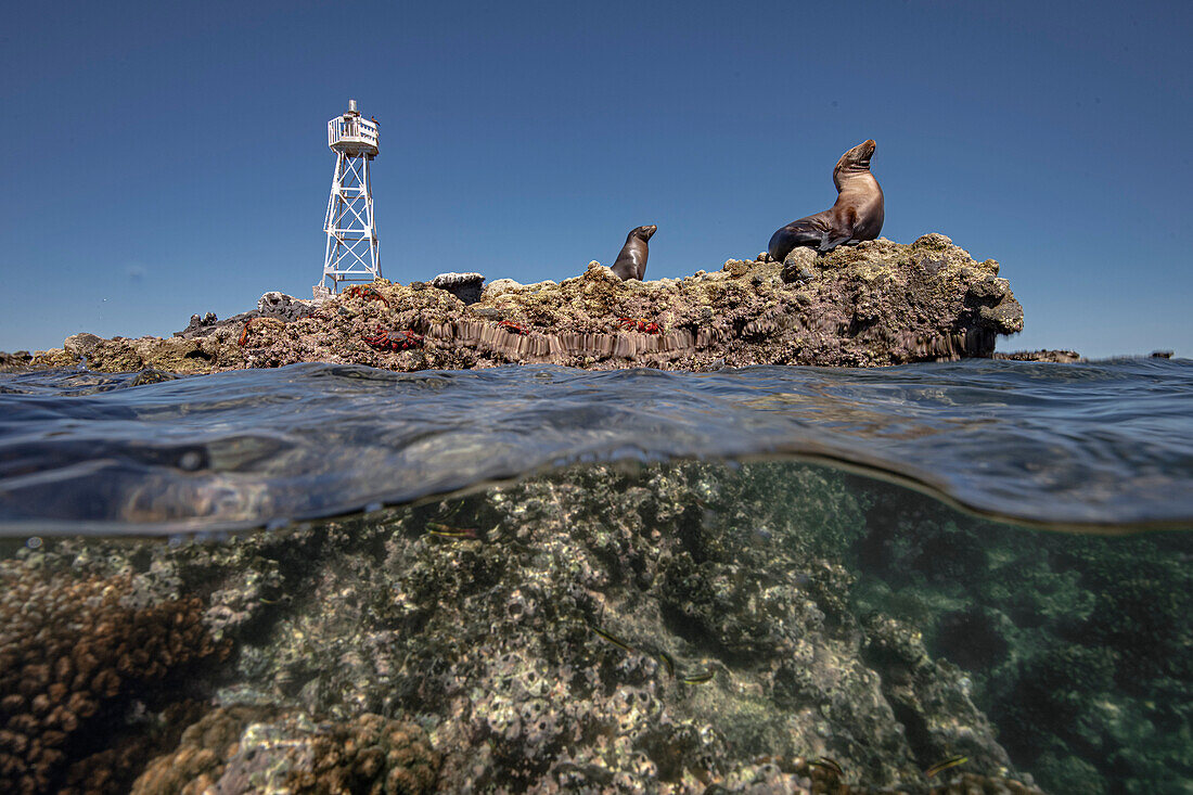 Playful sea lions in Los Islotes