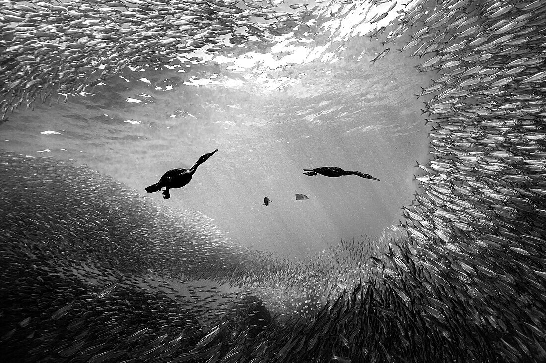 Cormorants hunting sardines in Mexico
