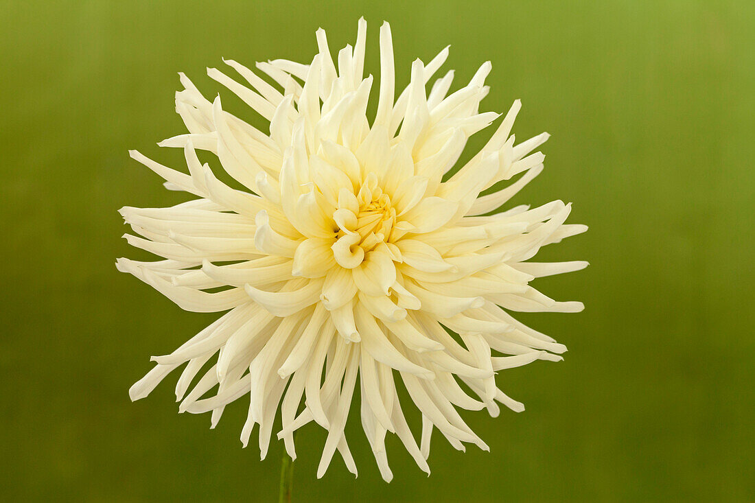 Dahlia 'My Love'