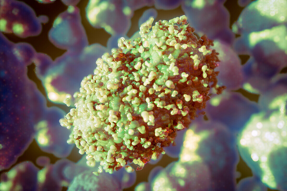 Monkeypox virus, illustration