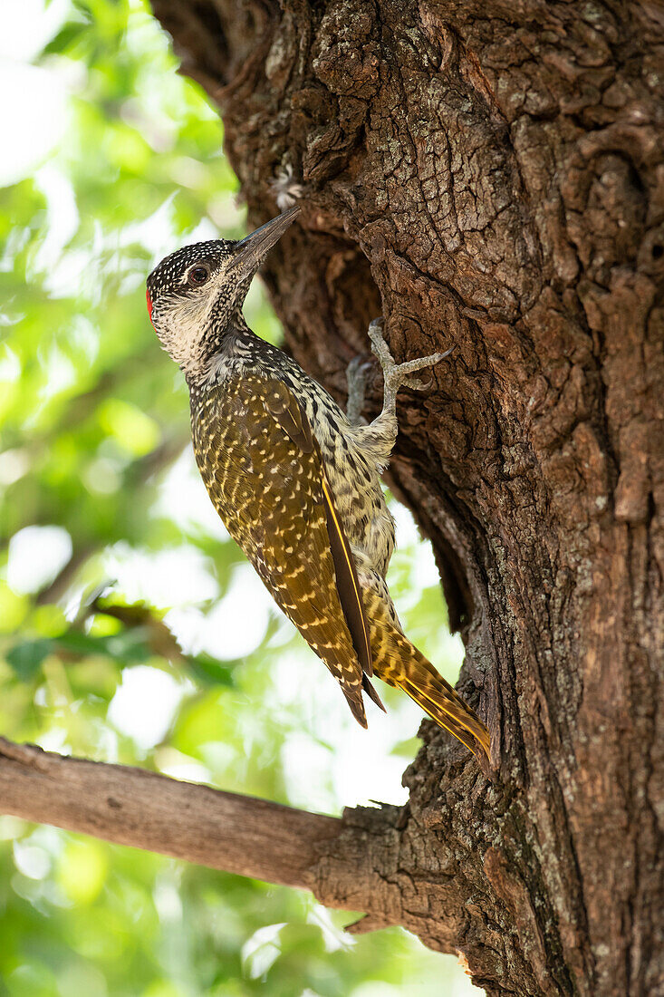 Golden-tailed woodpecker at nesting cavity