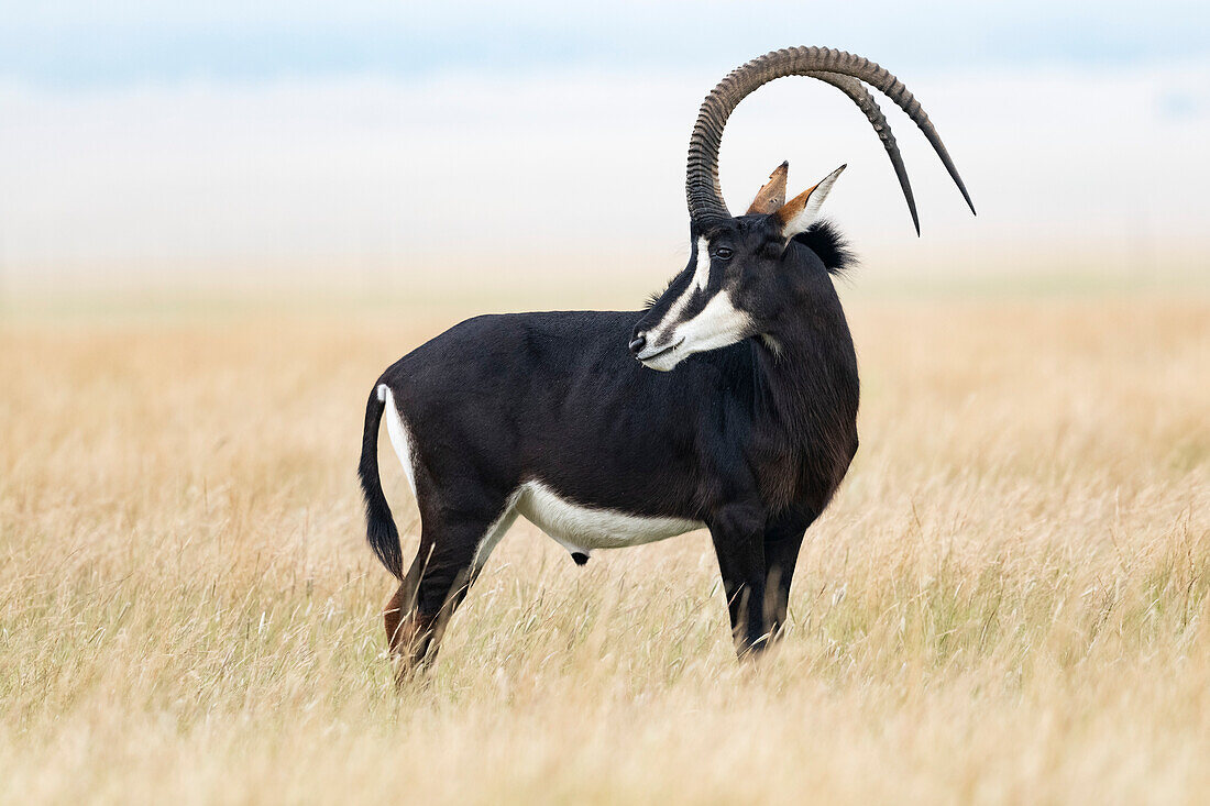 Male sable antelope