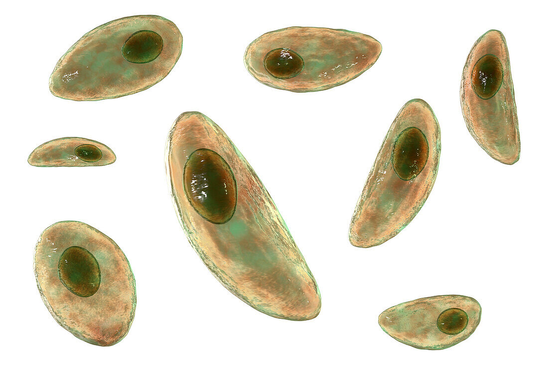 Toxoplasma gondii parasites, illustration