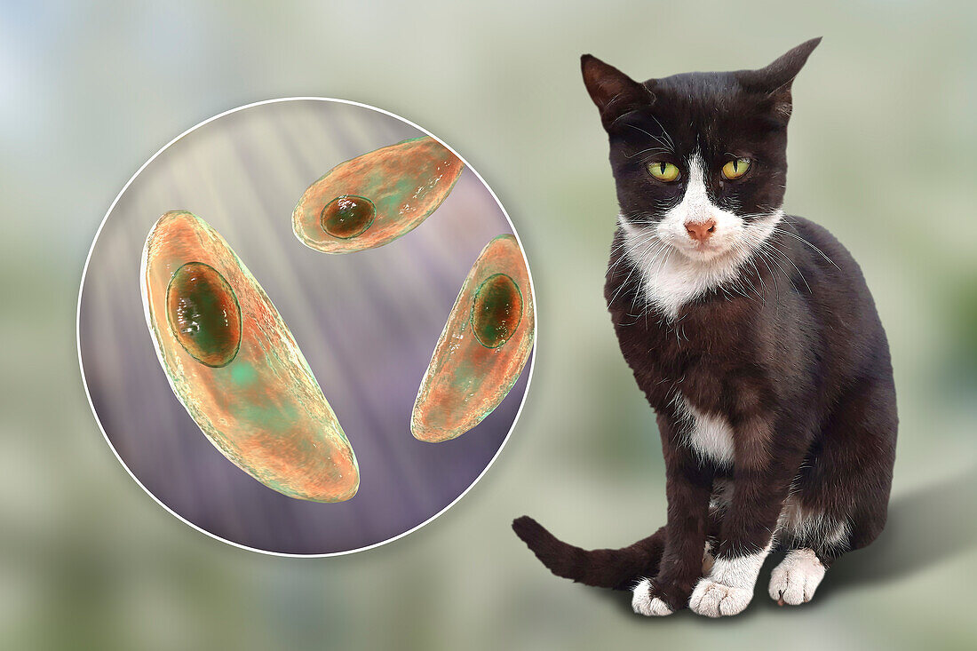 Toxoplasma gondii parasites and cat, composite image