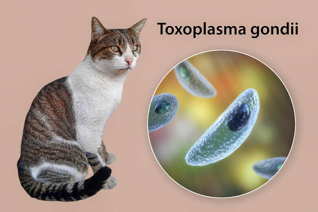 Toxoplasma gondii parasites and cat, composite image