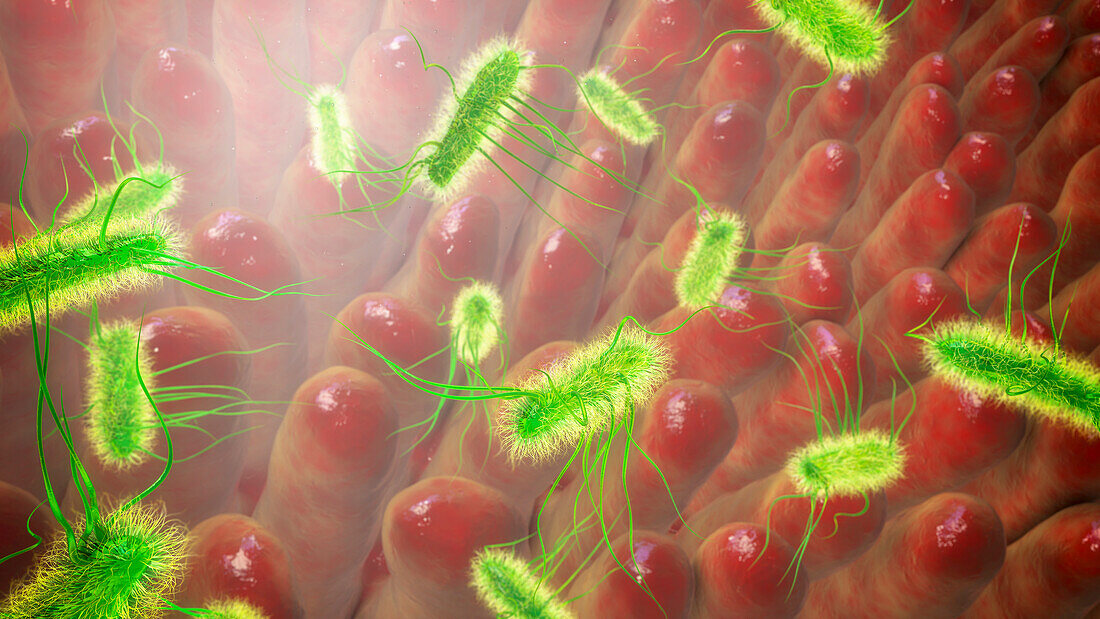 Intestinal villi and bacteria, illustration