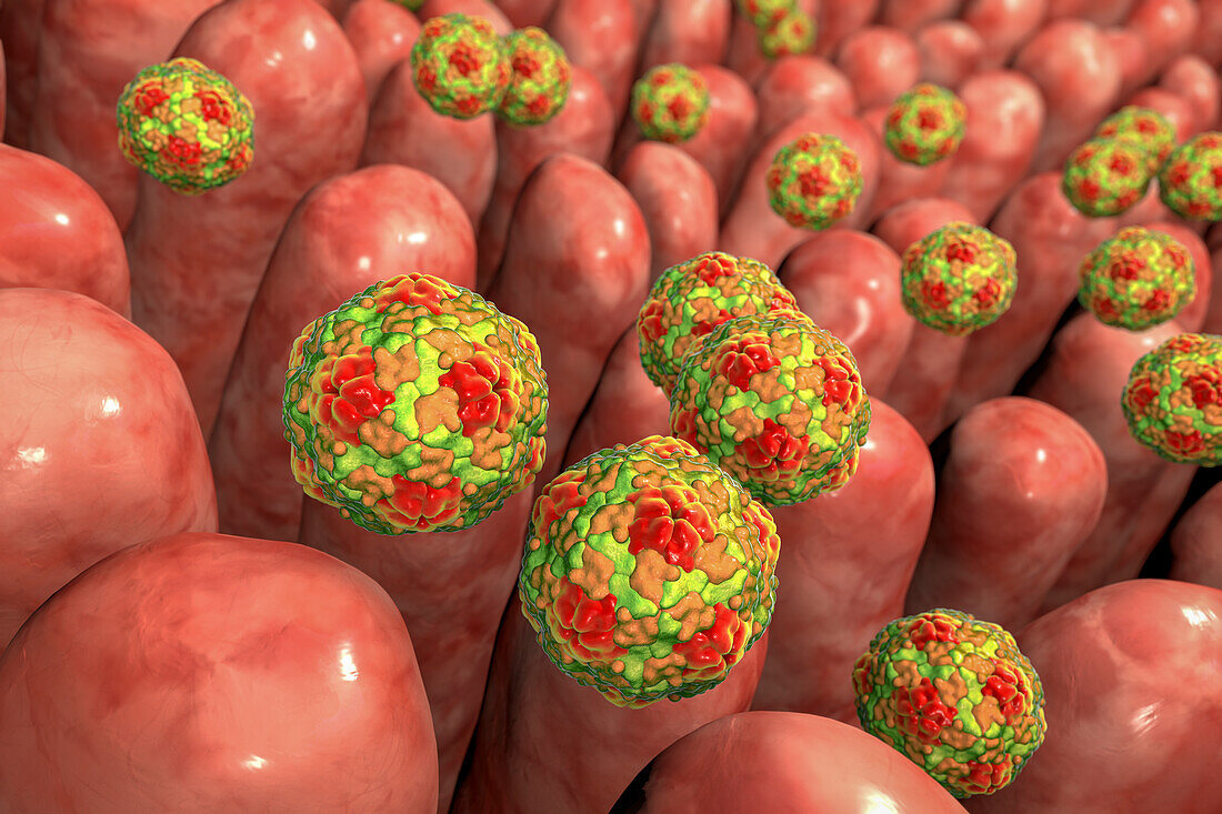 Hepatitis A viruses in intestine, illustration