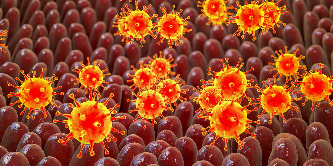 Viruses infecting intestines, illustration