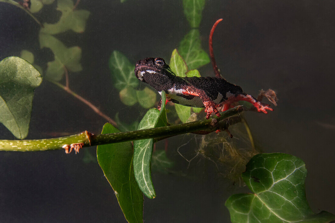 Spectacled salamander
