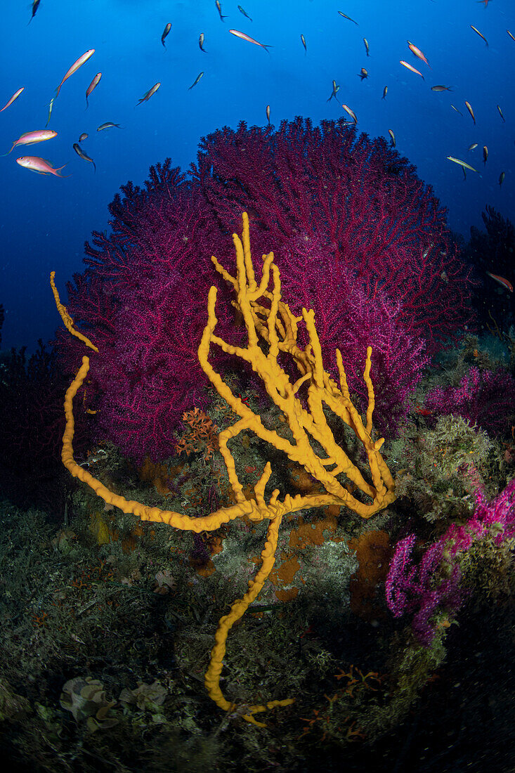 Punta Del Fenaio reef