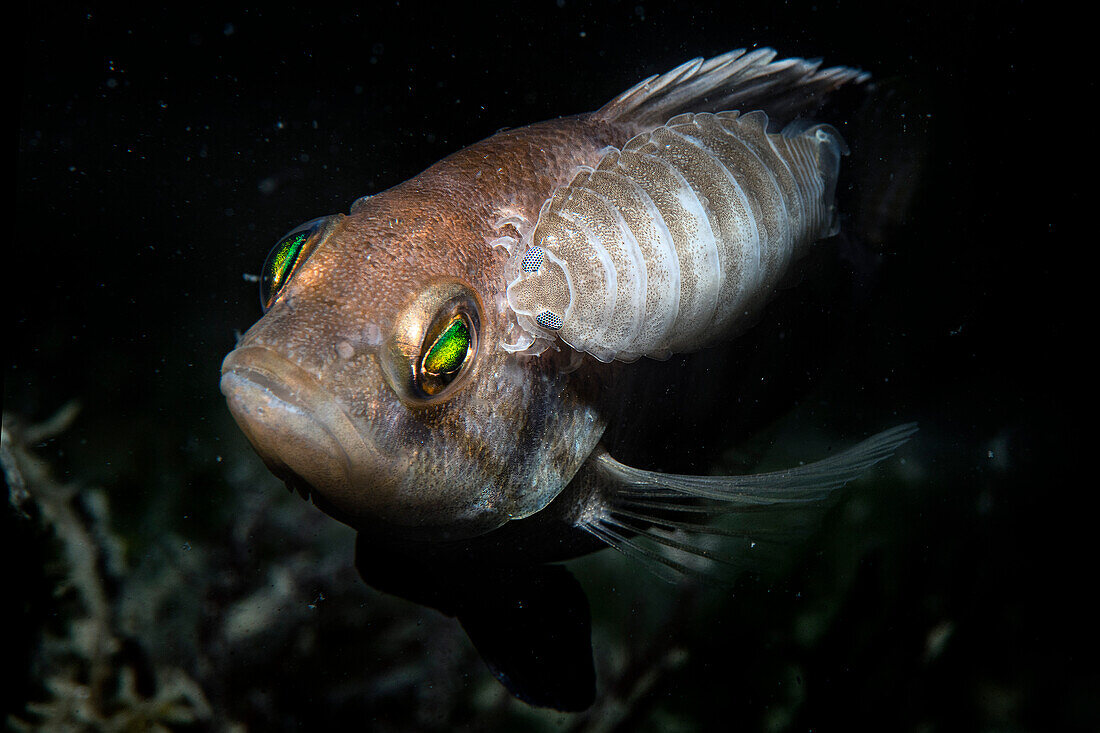 Anilocra physodes isopod parasitizing on Serranus hepatus