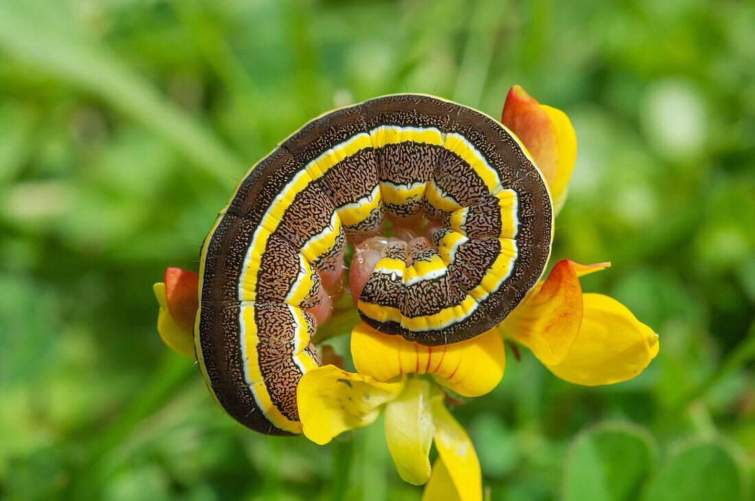 Broom moth caterpillar