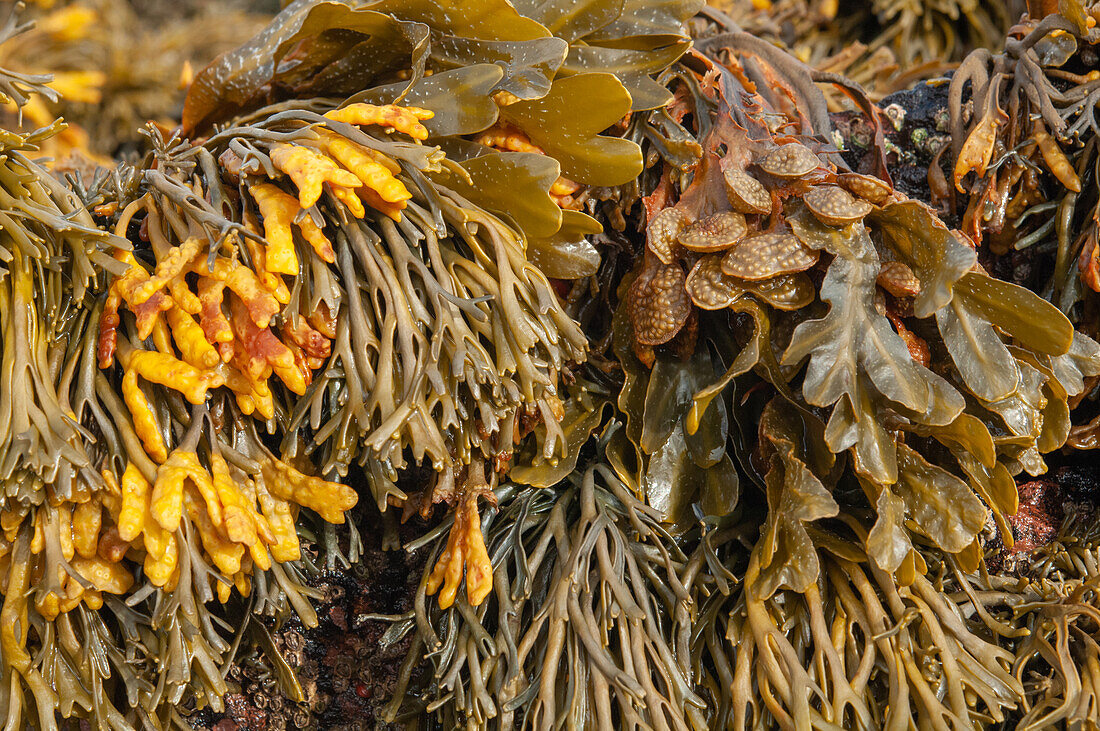 Channeled wrack and spiralled wrack seaweed