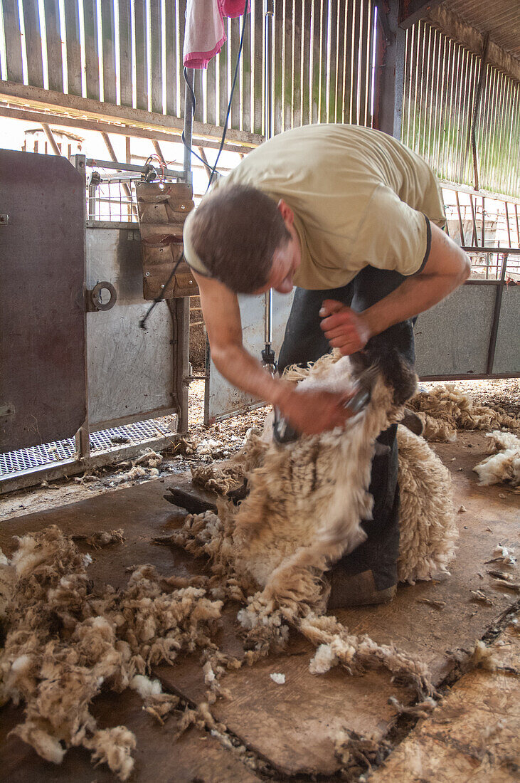 Sheep shearing, Pembrokeshire, Wales, UK