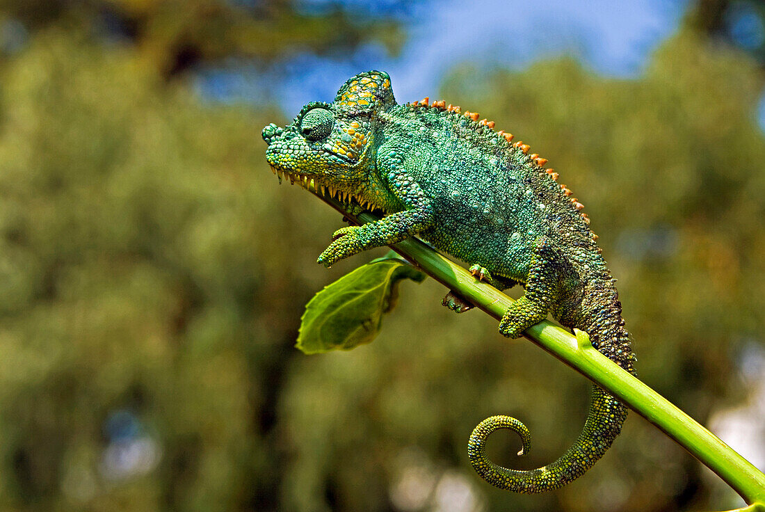 African chameleon