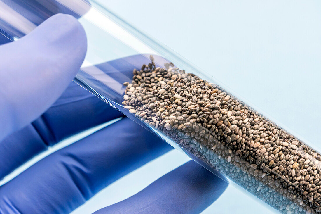 Gloved hands holding a tube of seeds