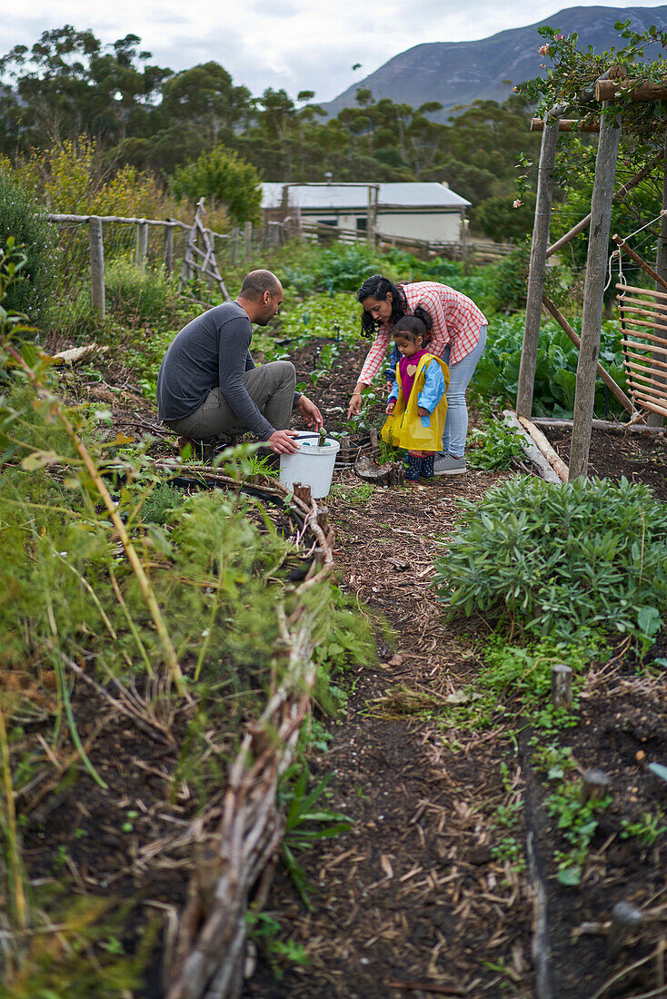 Family tending to garden