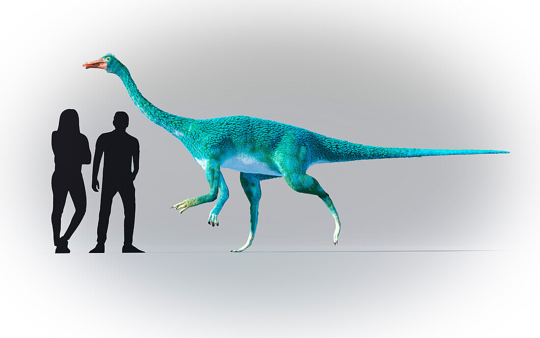 Humans compared in scale to Gallimimus